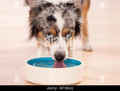 Australian Shepherd. Juvenile dog drinking from a water bowl. Germany Stock Photo