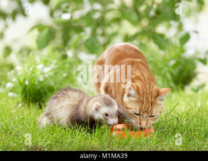 Animal friendship: Ferret and adult domestic cat sharing a bowl of food. Germany Stock Photo