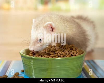 Ferret (Mustela putorius furo) eating dry complete food from a food bowl. Germany Stock Photo