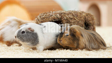 Domestic Guinea Pig, Cavie. Two adults (smooth-haired and long-haired) in front of a retreat. Germany Stock Photo
