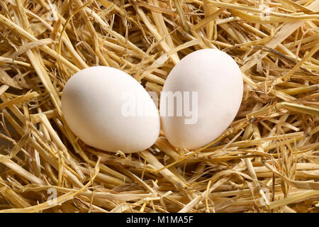 Domestic Chicken. Two eggs in straw. Germany Stock Photo