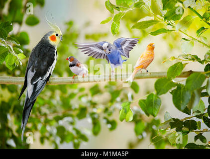 Cockatiel (Nymphicus hollandicus), Zebra Finch (Taeniopygia guttata), Budgerigar, Budgie (Melopsittacus undulatus) and Canary (Serinus canaria forma domestica) on a twig. Composing. Stock Photo