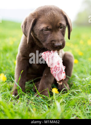 Brown Labrador Retriever- Puppy chewing on a fleshy bone. Germany. Stock Photo