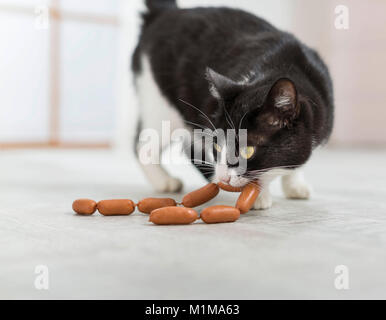 Domestic cat. Black-and-white cat with a string of sausages. Germany. Stock Photo