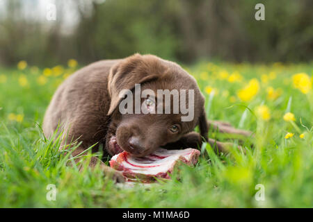 Brown Labrador Retriever- Puppy chewing on a fleshy bone. Germany. Stock Photo