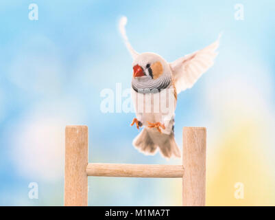 Zebra Finch (Taeniopygia guttata). Adult bird in landing approach to a wooden ladder. Germany Stock Photo