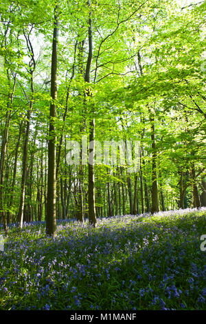 Blue bells in woods on Sunny spring day Stock Photo