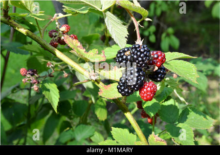 Blackberries on shrub in late summer with leaves Stock Photo