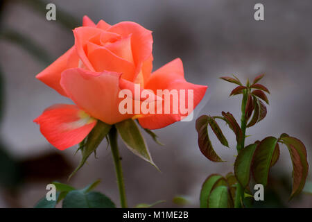 Rose photos captured By my me Stock Photo