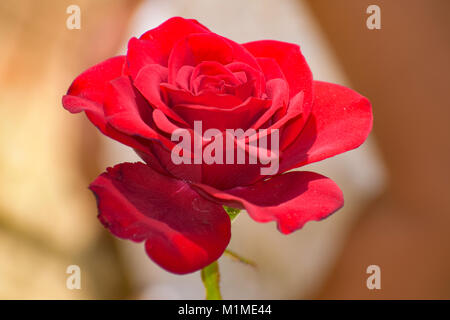 Rose photos captured By my me Stock Photo