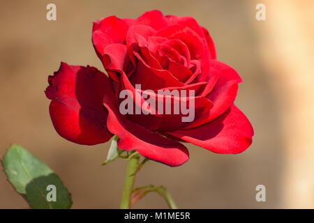 Rose photos captured By my me Stock Photo