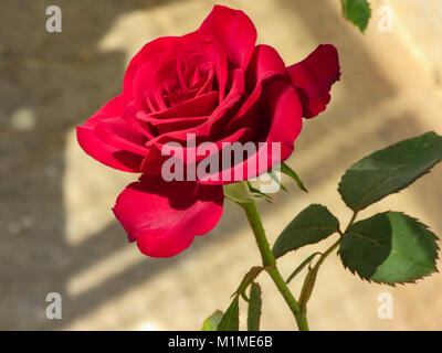 Rose photos captured By my me Stock Photo