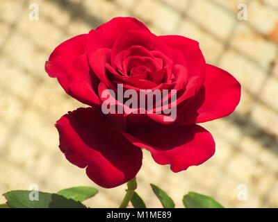 Rose photos captured By my me Stock Photo