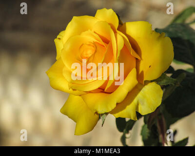 Rose photos captured By my me Stock Photo