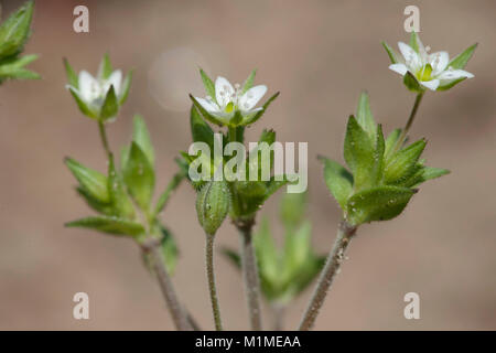 Arenaria serpyllifolia,Quendel-Sandkraut,Thymeleaf sandwort Stock Photo