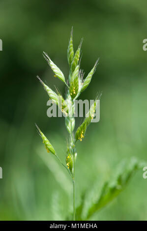 Brachypodium pinnatum,Fieder-Zwenke,Tor-grass Stock Photo