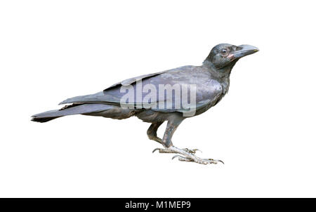 Young black crow on the ground. Stock Photo