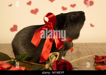 Guinea Pig on Valentine's Day Stock Photo