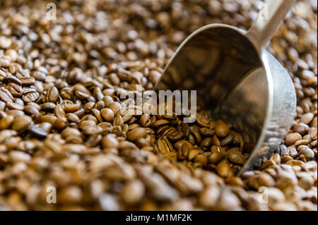 Roasted coffee beans with a metal scoop. Stock Photo