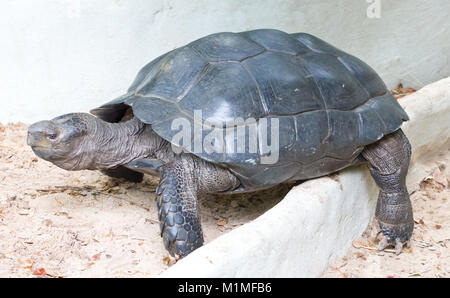 Asian Giant Tortoise. (Scientific Name : Manouria emys phayrei) Stock Photo