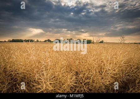 A typical farming landscape scene of arable fields on the edge of the Lincolnshire Fens near Bourne, South Lincolnshire, UK Stock Photo