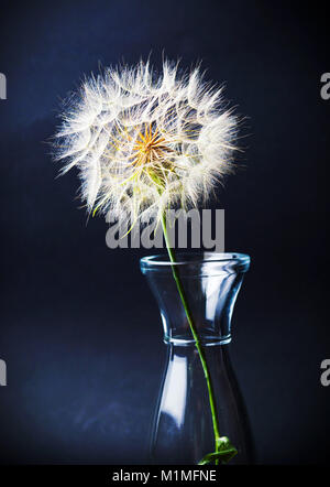 Dried dandelion in a glass jar against black background Stock Photo