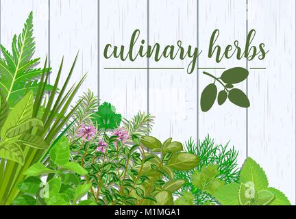 Farm fresh culinary herbs on white wooden background vector illustration. Banner with cooking seasonings Stock Vector