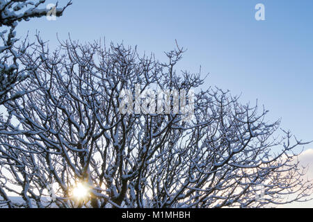 Sun shining through branches covered in snow Stock Photo