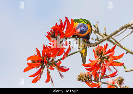 Rainbow Lorikeet (Trichoglossus haematodus) feeding on flower nectar, Perth, Western Australia, Australia, Stock Photo