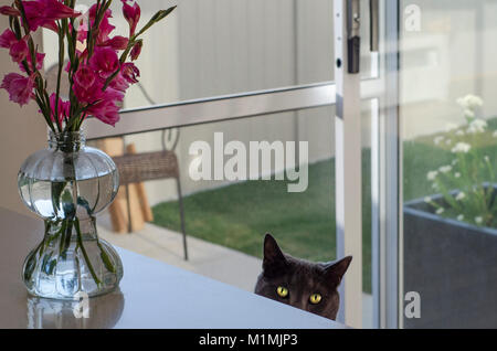Russian blue cat looking over the edge of a table Stock Photo