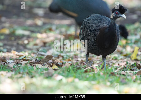 Crested Guinea Fowl, South Africa Stock Photo