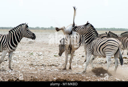 Zebra kicking legs in the air, Etosha National Park, Namibia