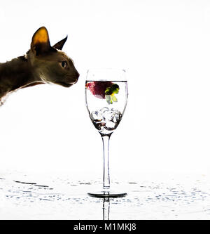 Devon Rex cat looking at glass of water with a strawberry Stock Photo
