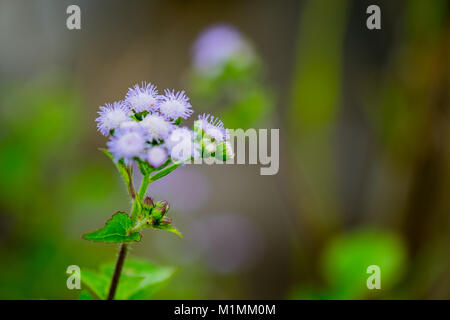 Billy goat weed or Ageratum conyzoides in white color with green background, selective focus. Stock Photo