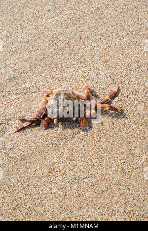 Crab on a sandy beach in Al Aqah Beach, Fujairah, United Arab Emirates