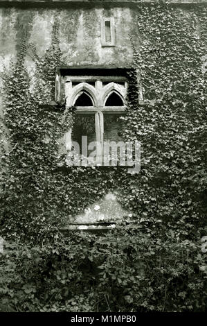 An abandoned house with ivy clad wall - John Gollop Stock Photo