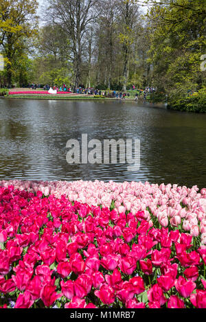 Lady Van Eijk (red) / Mystic Van Eijk (pink) Ð both Darwin Hybrid Tulips in The English Garden with its large lake at Keukenhof, Lisse in the south of Stock Photo