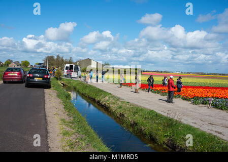 Visitors admiring the long rows of tulips  in the tulip growing fields  close to the famous gardens  at Keukenhof in Holland.  The name, ÔKeukenhofÕ m Stock Photo