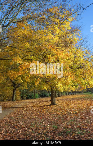 Autumn scene in Abington park Northampton Stock Photo