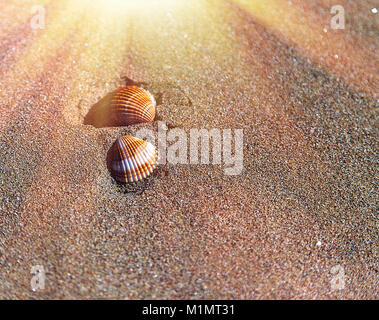 Seashell on a sandy beach . Isolated. Stock Photo