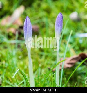 A macro shot of some purple crocus flower buds. Stock Photo