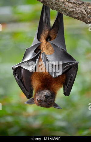 Kalong, pteropus vampyrus, kalong flight so large dog, flying fox, known as the greater flying fox, Malayan flying fox, Malaysian flying fox, large fr Stock Photo