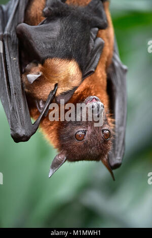 Flying Fox (pteropus sp.), with young animal 2 weeks old, kalong, pteropus vampyrus, kalong flight so large dog, flying fox, known as the greater flyi Stock Photo