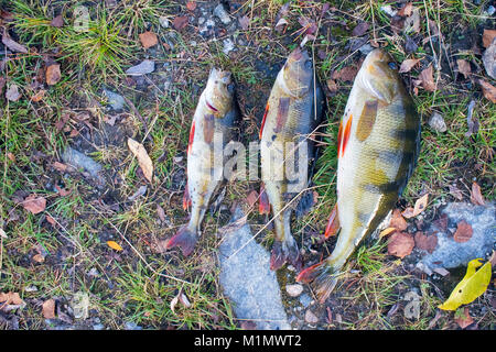 These perch freshly caught in clear cold river Pasvikelv, Scandinavia. Spinning rod