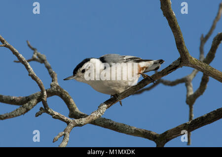 White-breasted nuthatch on Amherst Island in winter. Stock Photo