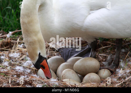 MUTE SWANS (Cygnus olor) nesting, pen (female) turning the eggs, Berwickshire, Scotland, UK. Stock Photo