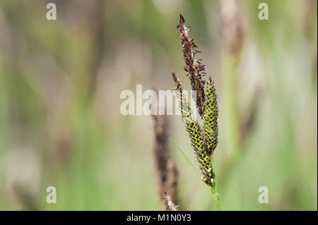 Carex cespitosa,Rasen-Segge,Turfy sedge Stock Photo