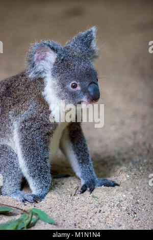 Koala resting in sand with a few gum leaves visible. It is showing its two thumbs on one of its paws and is showing its profile. Stock Photo