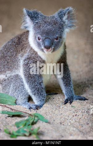Koala resting in sand with a few gum leaves visible. It is showing its two thumbs on one of its paws and is looking off into the distance. Stock Photo
