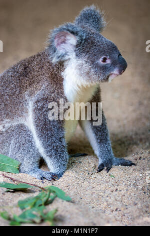 Koala resting in sand with a few gum leaves visible. It is showing its two thumbs on one of its paws and is looking off into the distance. Stock Photo